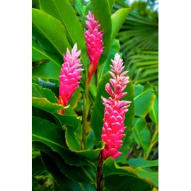 Hawaiian Pink Ginger Root ~ Grow Hawaii (Pack of 5)