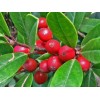 Tree 2 Foster Holly Trees/Shrubs - Live Plants - 6-12"