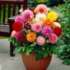 Expert Dahlia Potting Soil Mix by Gardenera - Enhance Growth