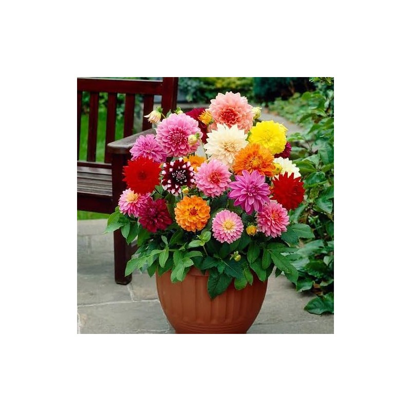 Expert Dahlia Potting Soil Mix by Gardenera - Enhance Growth