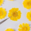 Unbranded 12PCS Real Pressed Dry flowers, daisy Flower supply for
