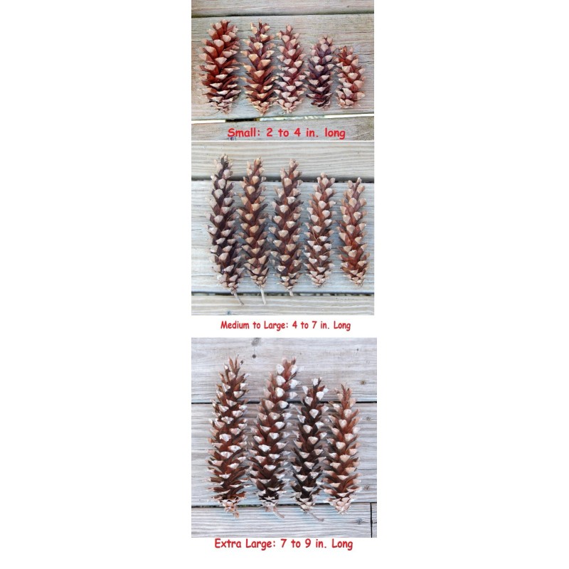 Unbranded Eastern White Pine Cones Natural Pinecones DIY Decor Project