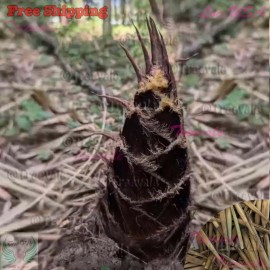 Treevale Giant Moso Bamboo Seeds | Evergreen, Edible Shoots | Non-GMO - 100 Seeds No Tracking