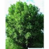RLH 80 Austree Hybrid Willow Tree Thin Cuttings Fresh Cut