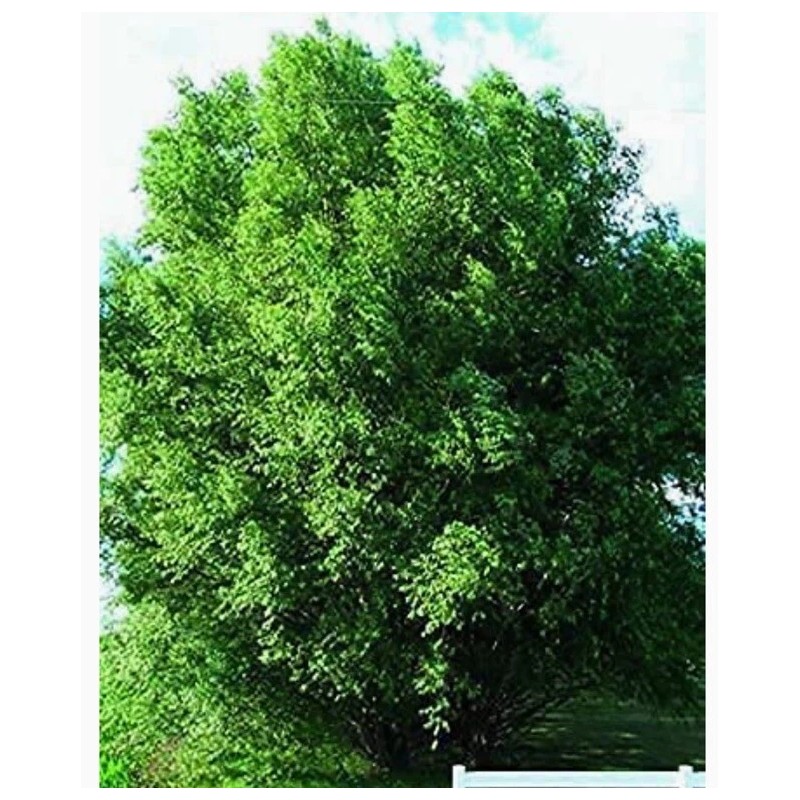 RLH 80 Austree Hybrid Willow Tree Thin Cuttings Fresh Cut