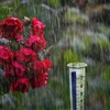 ZHJISHGUO 1 Pcs 7-Inch Capacity Plastic Rain Gauge Tube, Outdoor