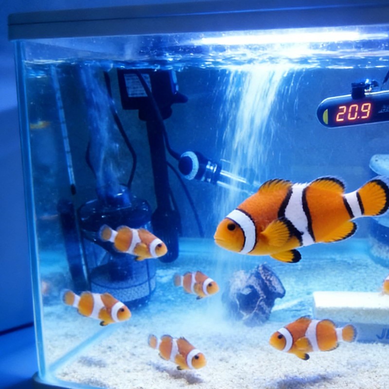 WENZIDAO Pneumatic Filters are commonly Used in Ornamental Fish Tanks