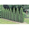 Arborvitae Emerald Green | 2 Live Gallon Size Trees |