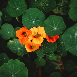 Whirlybird Nasturtium Mix - 25 Seeds - Beautiful Mix of Orange, Red & Yellow Flowers, Non-GMO Heirloom Nasturtium Seeds for Planting in The Home Garden, Thresh Seed Company