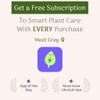 American Plant Exchange Live Silver Buttonwood Plant, Plant Pot for