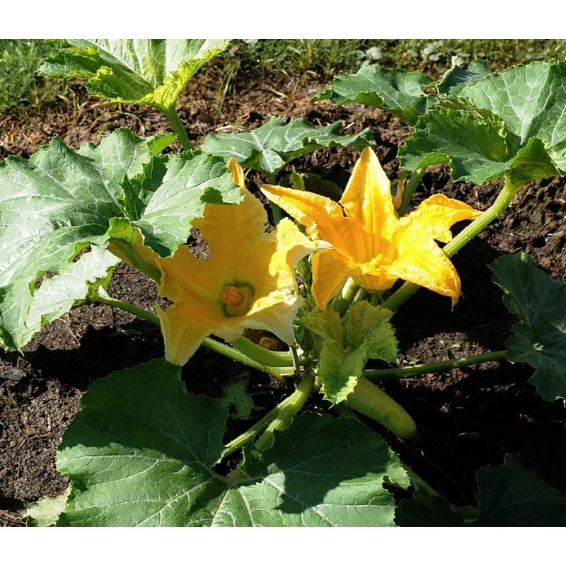 30 RUSSIAN WHITE Squash (Zucchini) Seeds