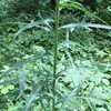 Palm Beach Medicinal Herbs - Wild Lettuce (Lactuca virosa) -