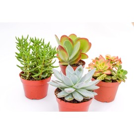 Large Colorful Outdoor Succulents - Assorted 4 Inch - Live Outdoor Succulent Plants - Large Fully Rooted Live Succulents (4)
