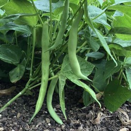 Southeast Seeds Tendergreen Improved Bush Green Bean Seeds, Stringless, NON-GMO, FREE SHIPPING - 20 Seeds or 1/4 OZ
