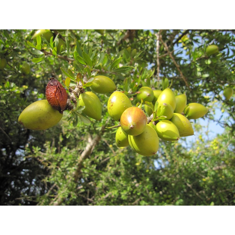 ローズ ド マラケシュ ローズ ジュレ 23g(フェイス用保湿ジェルクリーム)