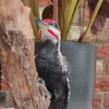 Vivid Arts Garden Friends, Home/Garden Decor. (Hanging Spotted Woodpecker)