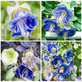 150+ Cathedral Bells Mixed Color (Cup & Saucer Vine) Seeds-Perennial Planting Flower Seeds for Planting