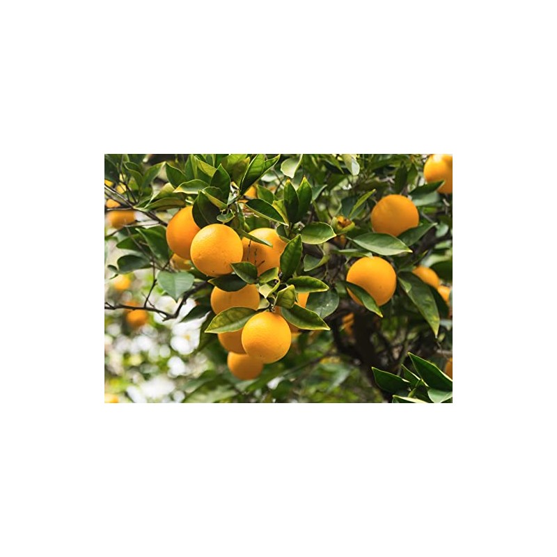 L'OCCITANE Verveine Gel de Ducha con Cítricos 250ml