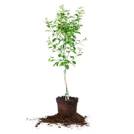 RED Delicious Apple Tree - Size: 3-4 ft, Live Plant, Includes Special Blend Fertilizer & Planting Guide