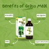 Basic Ayurveda Wheatgrass Meal Juice with No Added Sugar |