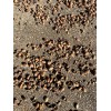 Unbranded Real Acorns