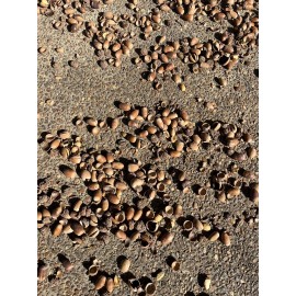 Unbranded Real Acorns