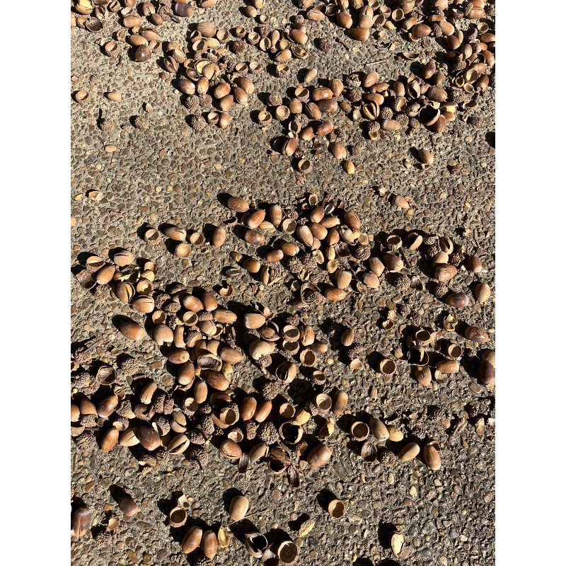 Unbranded Real Acorns