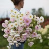 Rare Blush Pink Cosmos Seeds for Planting Outdoors 300 Seeds