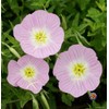 Evening Primrose Pink Ladies Flower Seeds Speciosa (50000)