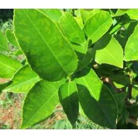 Fresh  100 % Organic  Fresh  Lemon  leaves