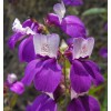 Buy Rare Seeds Collinsia heterophylla| Chinese Houses| 200_Seeds