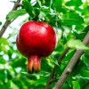 Dragon Garden's (Saipan) Pomegranate Tree Seeds (Punica granatum) "Apple of