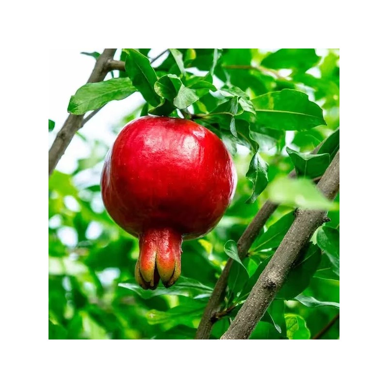 Dragon Garden's (Saipan) Pomegranate Tree Seeds (Punica granatum) "Apple of