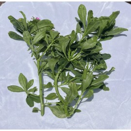 Egbure Ebure Gbure PLANTA HIERBA SANTO IFA RELIGIÓN IFA MEDICINAL AFRICA