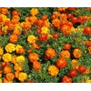 200 Sparky French Marigold Mix Seeds 1 gram Non GMO