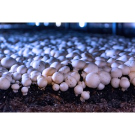 Miracle LED Shroom Grow Indoor LED Grow Bulbs for Oyster, Shiitake, Lions Mane Mushrooms ect. with Ultra Grow Blue Spectrum Replace 150W LED Grow Bulbs (8-Pack)