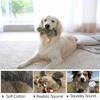 ALL FOR PAWS Interactive Dog Squirrel Plush Squeaky Toy -