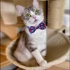 4th of July Cat Bow Tie Collar with Bell, Independence