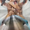 Cat Dinosaur Shower Curtains for Boys, Funny Animal Riding Dino