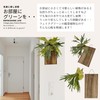 Faux Green House Plants Wood Plate Set SW2085 (Bicakfern) Bat