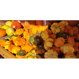 “Daisy” Mix Gourd Seeds – Decorative and Prolific Gourd – Harvest in 60 Days | Never GMO, Always Heirloom and Open-Pollinated | USA Grown Seeds by Liliana's Garden |