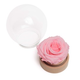 ROSEMARIE SCHULZ Heidelberg Rose in Glass Round Beauty and the Beast Real Durable Infinity Rose in Glass Ball (Large, Pink)