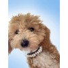 Beach Essintals Designer Dog Collar - Luxury Nautical Pet Necklace