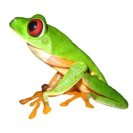 Wilson Graphics Inc. Bright Green Tree Frog Vinyl Decal 4.25" tall x 4.75" wide - Indoor/Outdoor