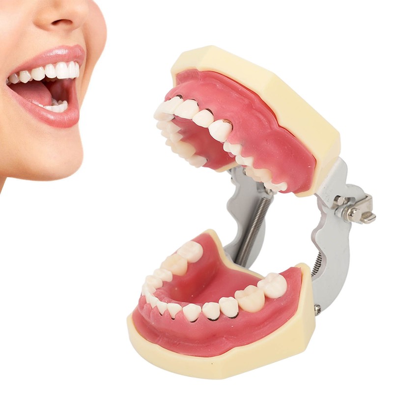 Periodontal Disease Teeth Resin Model Dental Demonstration Teeth Model for