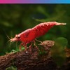 NT Labs Pro-f Shrimp Enhancer, Aquarium Fish Food, Shrimp Food,