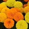 Outsidepride Tagetes Erecta Taishan African Marigold Flower Seed Mix -