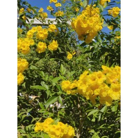 Unbranded 1 LB 4 OZ (20 OZ) TECOMA STANS TRONADORA ESPERANZA ARBOL DE SAN PEDRO ESCANDOR