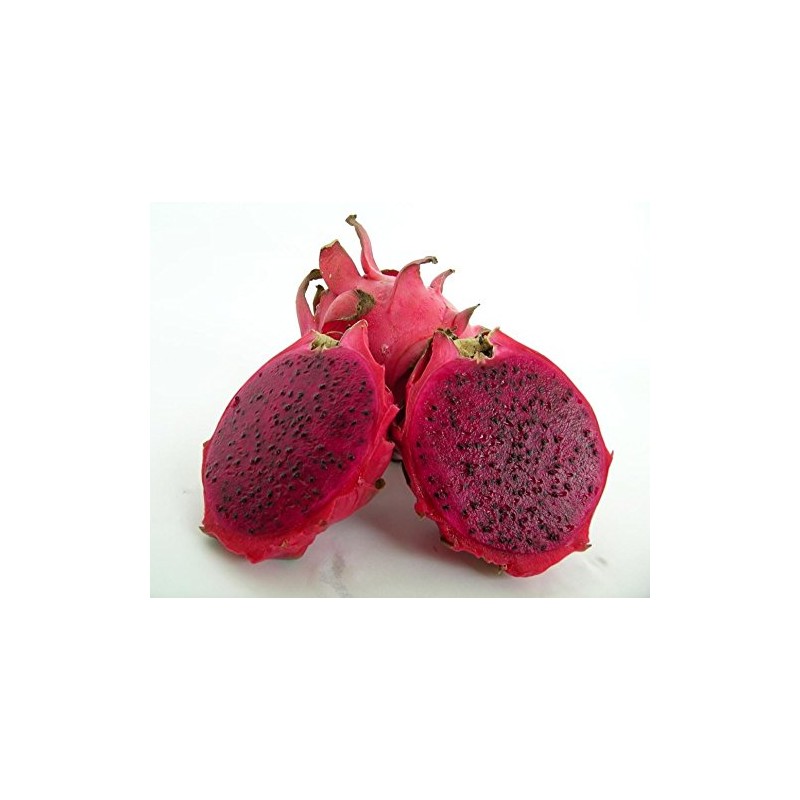 American Beauty Dragon fruit plant fruit vine cactus