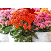 Gardenera Kalanchoe Plant Premium Potting Mix - Optimize Growth with
